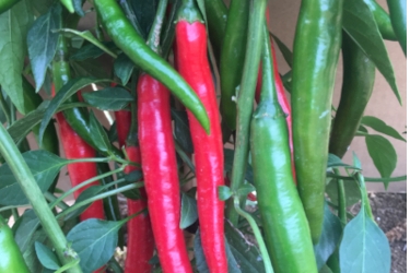 Chilli Fire Flame Red Variety Thumbnail.jpeg